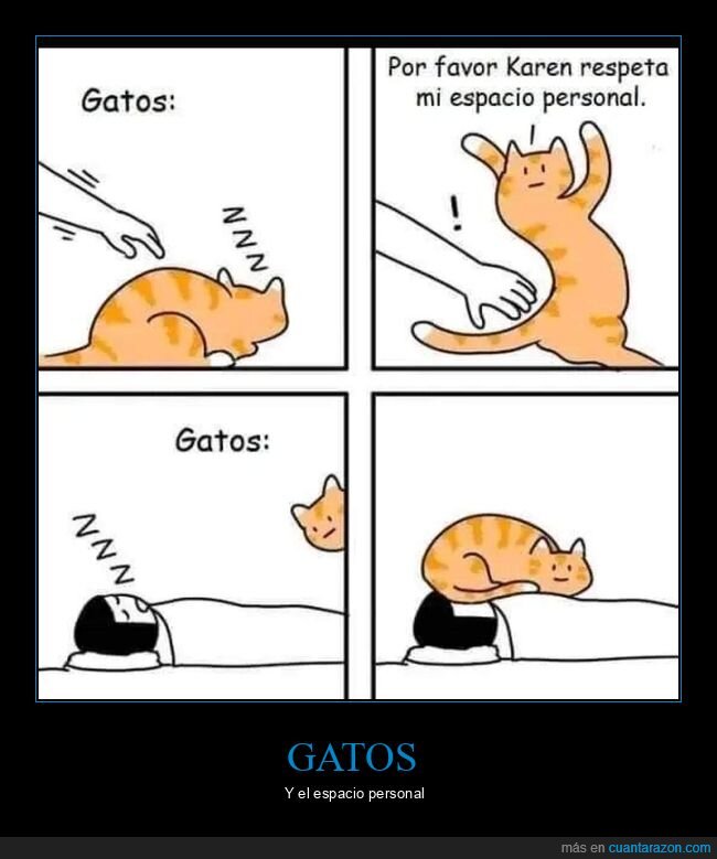 durmiendo,espacio personal,gatos