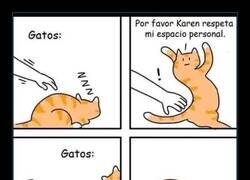 Enlace a El espacio personal felino