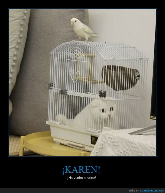gatos,jaula,pájaro