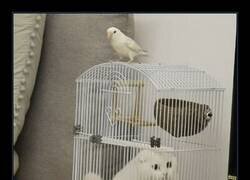 Enlace a Gato en apuros