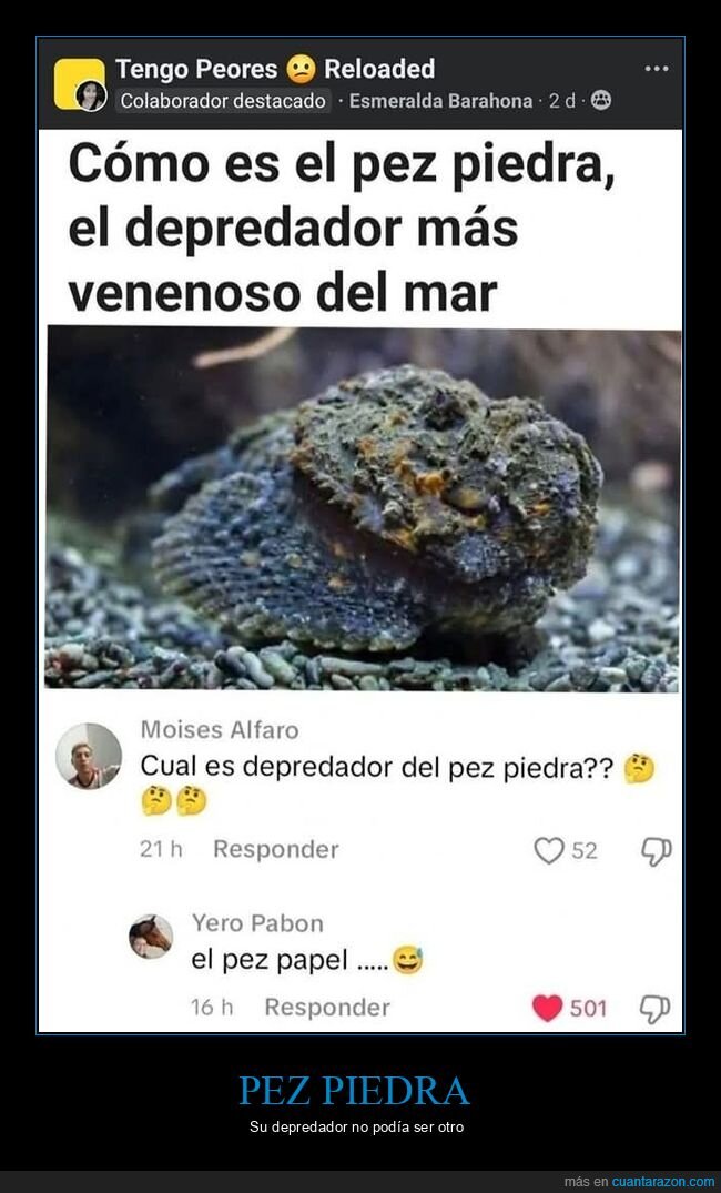 comentarios,depredador,pez piedra