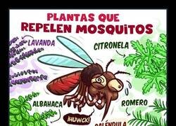 Enlace a ¿De verdad funcionan?