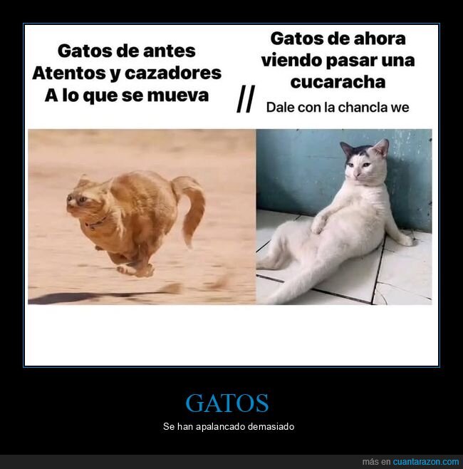 ahora,antes,gatos