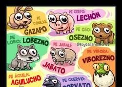 Enlace a Así se llaman algunas crías de animales