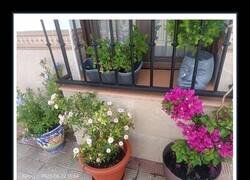 Enlace a Mensaje para el ladrón de plantas