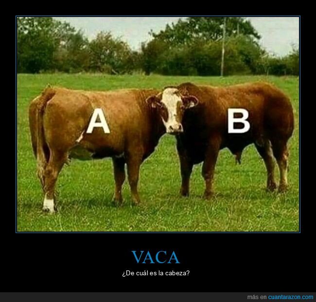 vacas,mindfuck,cabeza