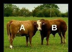 Enlace a Foto confusa