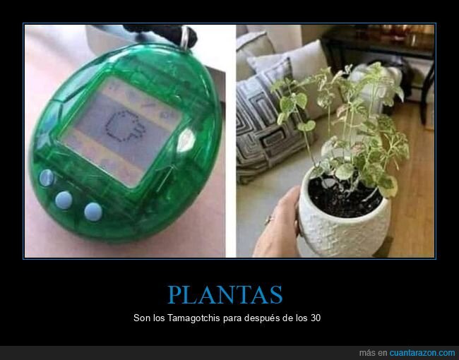 plantas,tamagotchis