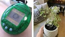 Enlace a Los Tamagotchis de la vida real