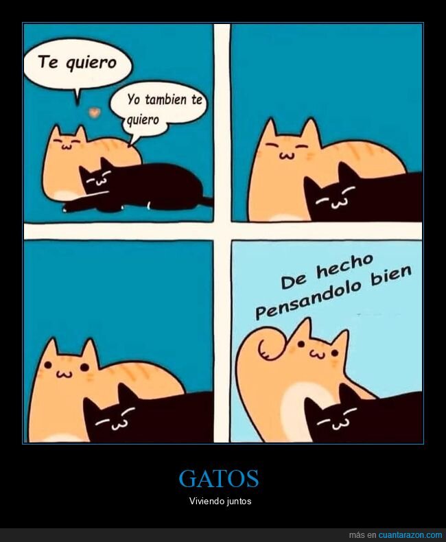 gatos,juntos