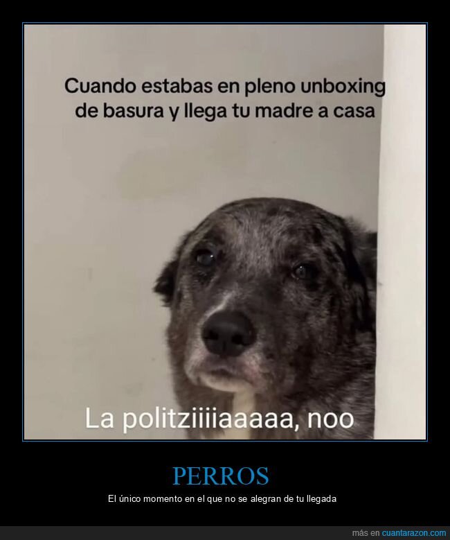unboxing,basura,llegar,perro