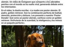 Enlace a Un golden retriever y una pastor alemán tienen cachorros y la gente no se cansa de ellos