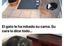 Enlace a Gatos gamberros que siempre se salen con la suya