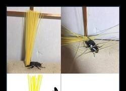 Enlace a Demasiado para él solo