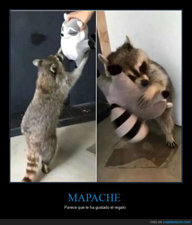 mapache,peluche