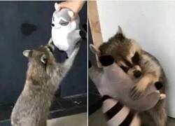 Enlace a Mapache feliz