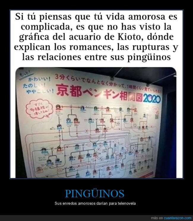 pingüinos,acuario,kioto,relaciones
