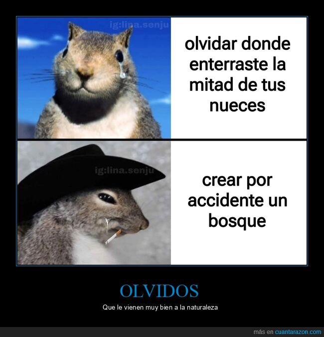 ardillas,olvidar,nueces,bosques
