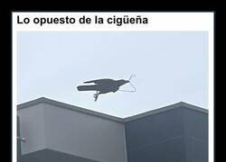 Enlace a Fotos divertidas y absurdas de animales para alegrarte el día