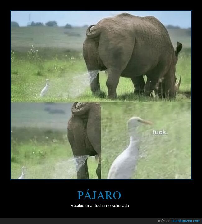 meada,pájaro,rinoceronte