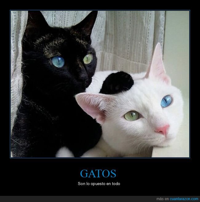 gatos,opuestos