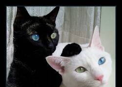 Enlace a Totalmente contrarios