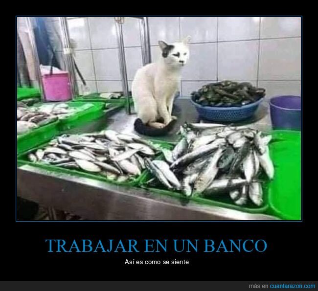 gato,pescadería,pescado
