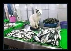 Enlace a Un gato con mucha fuerza de voluntad