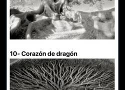 Enlace a Los árboles más viejos sobre la faz de la Tierra