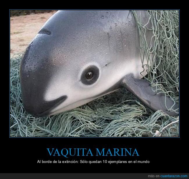 vaquita marina,extinción