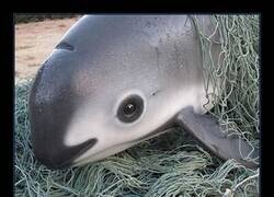 Enlace a Un ejemplar muy raro de ver