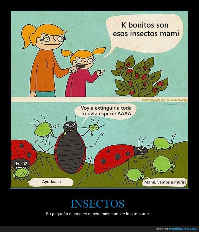 insectos,mariquitas