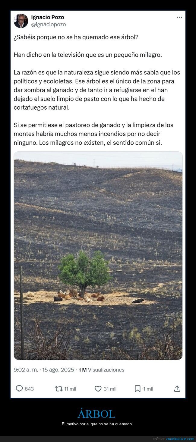 árbol,quemarse,incendios