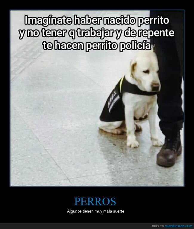 perros,policía
