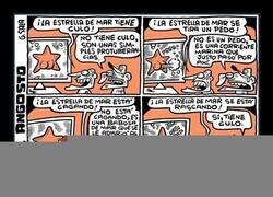 Enlace a El culo de las estrellas de mar