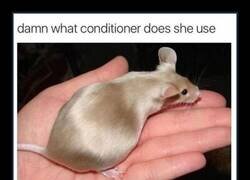 Enlace a Rata con pelazo