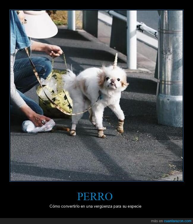 calcetines,cuerno,perros,wtf