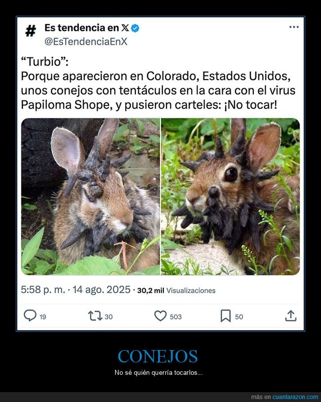 conejos,papiloma,wtf
