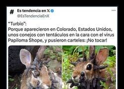 Enlace a Conejos infectados