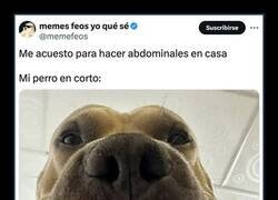 Enlace a Perro preocupado