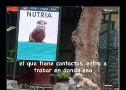 Enlace a Perrete con contactos