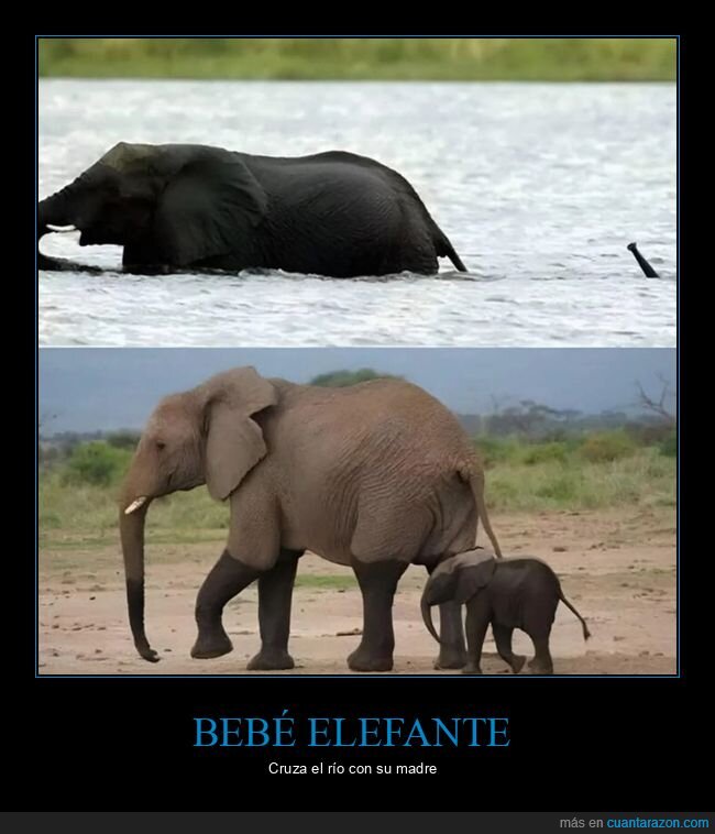 elefante,bebé,cruzando,río,madre,trompa