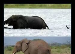 Enlace a La trompa resulta muy útil en estos casos