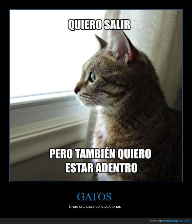 gato,salir,dentro