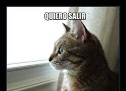 Enlace a Cosas de gatos