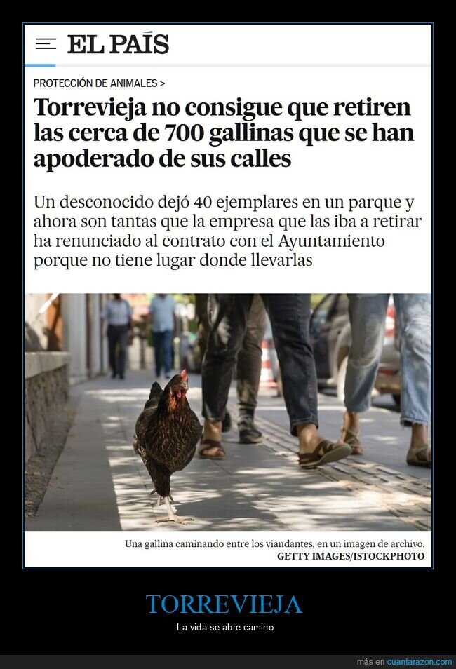 torrevieja,gallinas