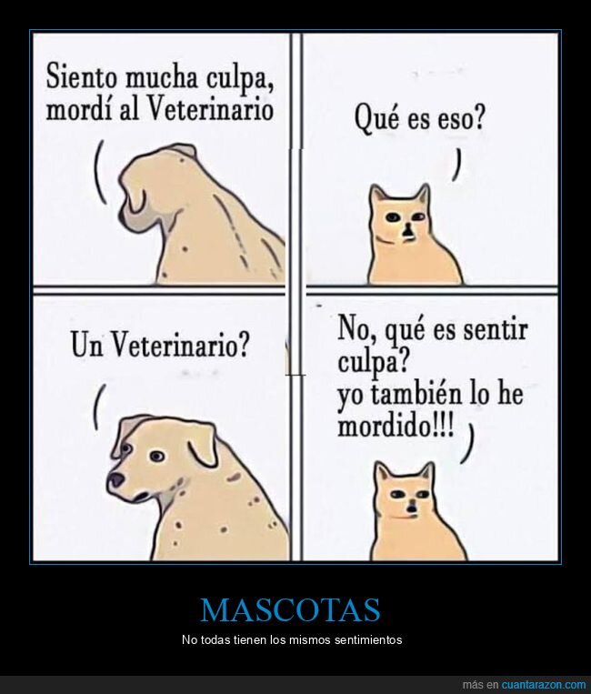 sentir,culpa,parreos,gatos,veterinario