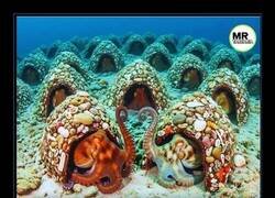 Enlace a La ciudad de los pulpos