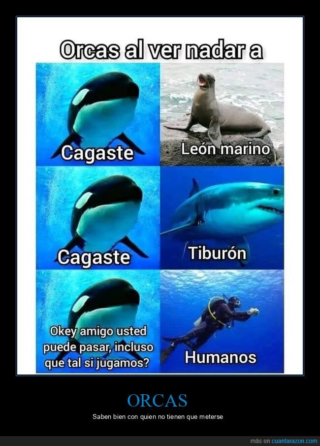 orcas,humanos