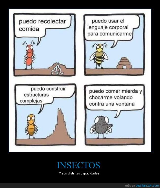 abejas,hormigas,insectos,moscas,termitas